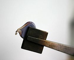 Elefant-tut2.jpg